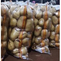 大农种业 健康保鲜种薯 马铃薯 黄心土豆 种植基地 优质食品