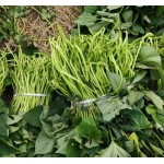 脱毒红薯苗基地 烟薯25地瓜苗 烘烤型品种 风调雨顺合作社