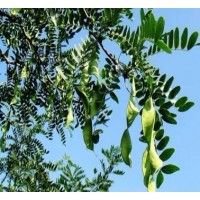 中药材水皂角 关门草/山梅豆/金豆子/水通/山扁豆/山茶叶