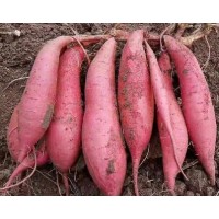 龙轩 当季现摘果蔬基地软儒香甜 冰糖心烟薯25 绿色健康