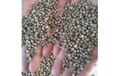 优质精选线麻子原料